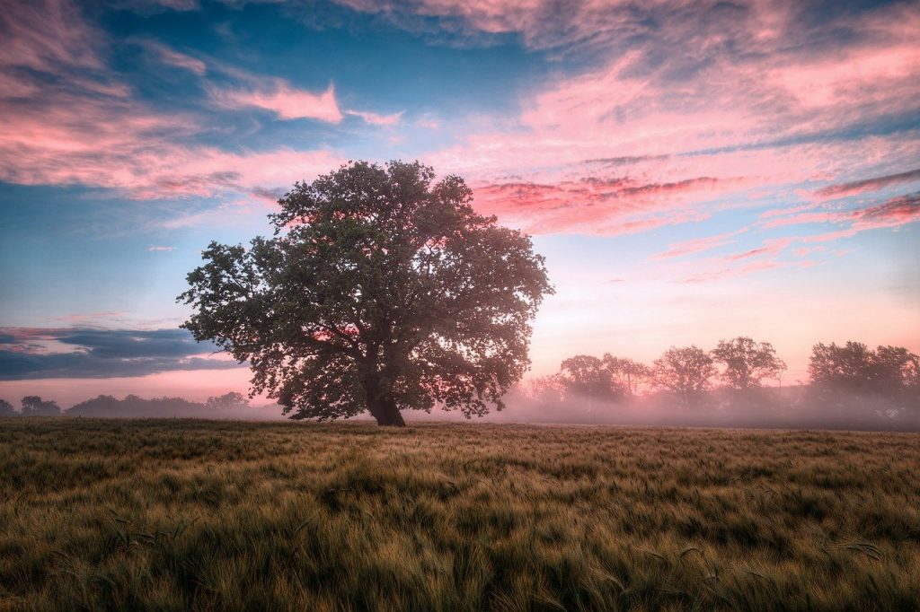 Early morning field
