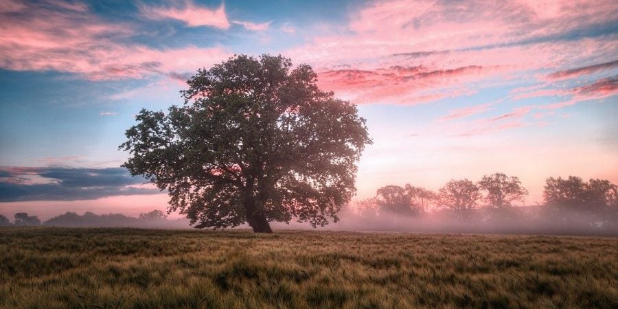 Early morning field