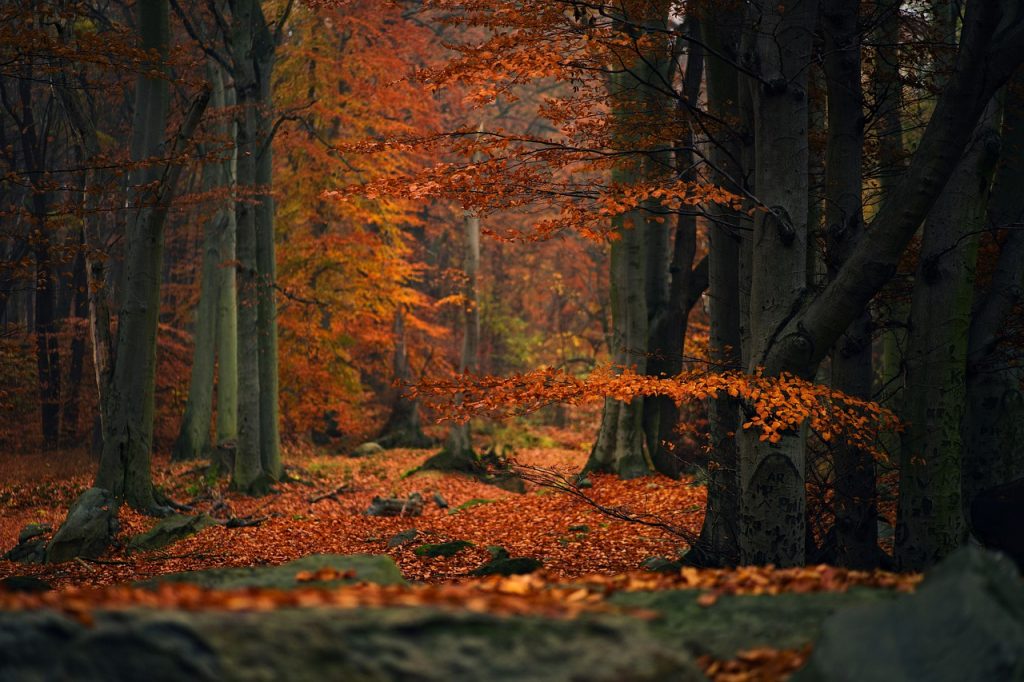 forest, nature, autumn-6818683.jpg