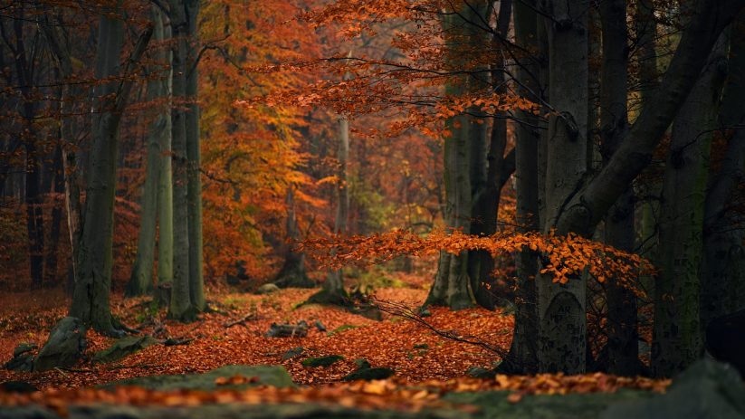 forest, nature, autumn-6818683.jpg