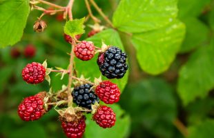 blackberry, wild plant, roses-4046843.jpg