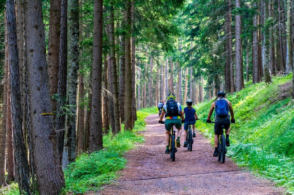 forest, forest road, mountain bike-4366094.jpg