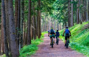 forest, forest road, mountain bike-4366094.jpg