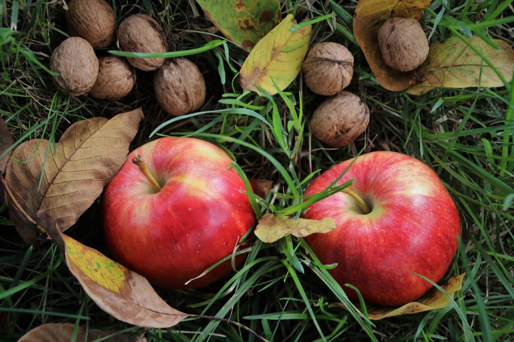 in the garden, bio, apples-3909684.jpg