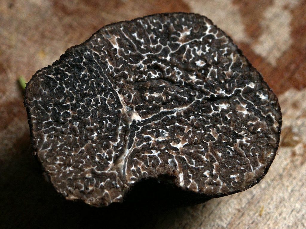 winter truffle, tuber brumale, truffle-203032.jpg
