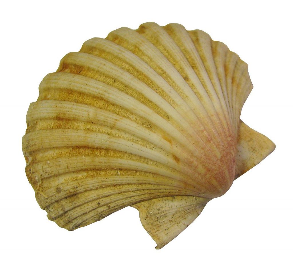 Traditional scallop