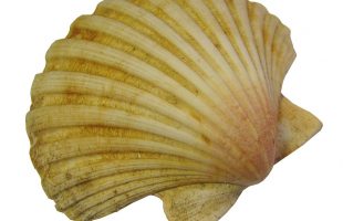 Traditional scallop