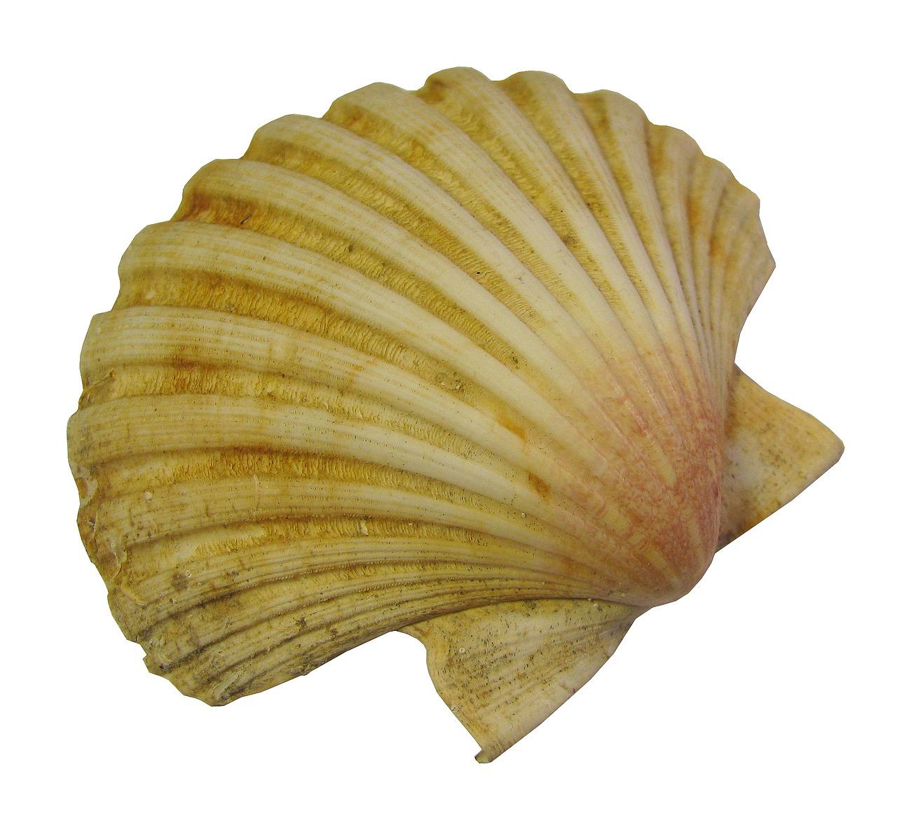 The Scallop Shell was the emblem worn by pilgrims to Compostela