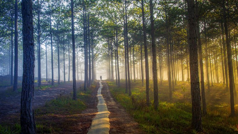 The Camino Way path to spiritually