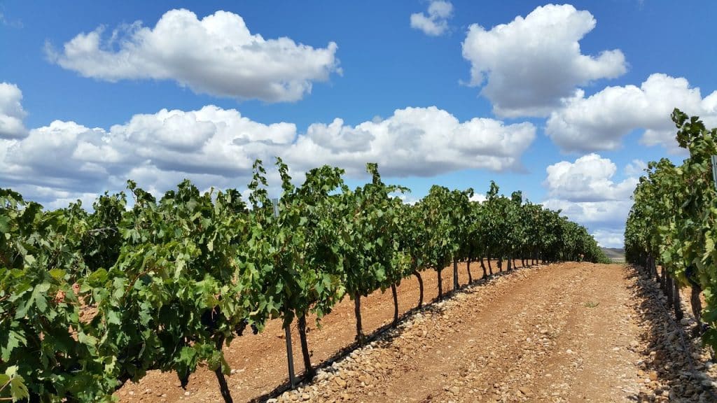 vineyard, fields, la rioja-1014890.jpg