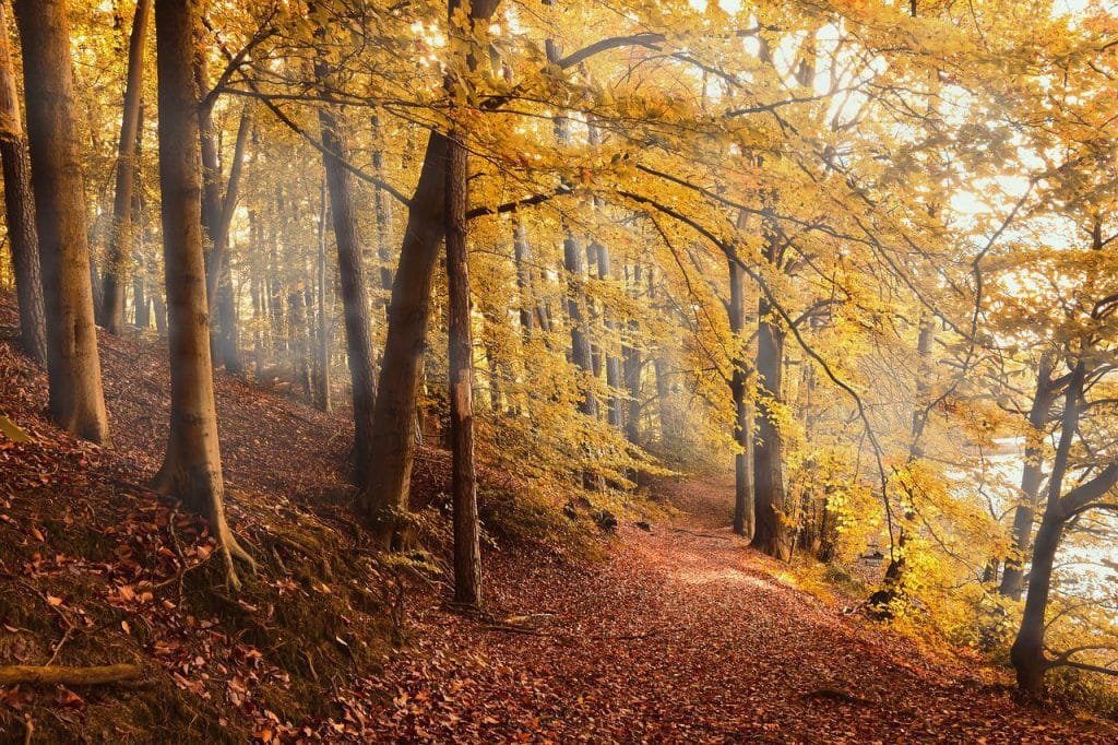 Autumn Camino