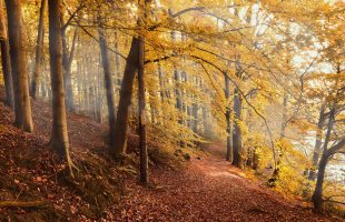 forest, nature, autumn-4561344.jpg
