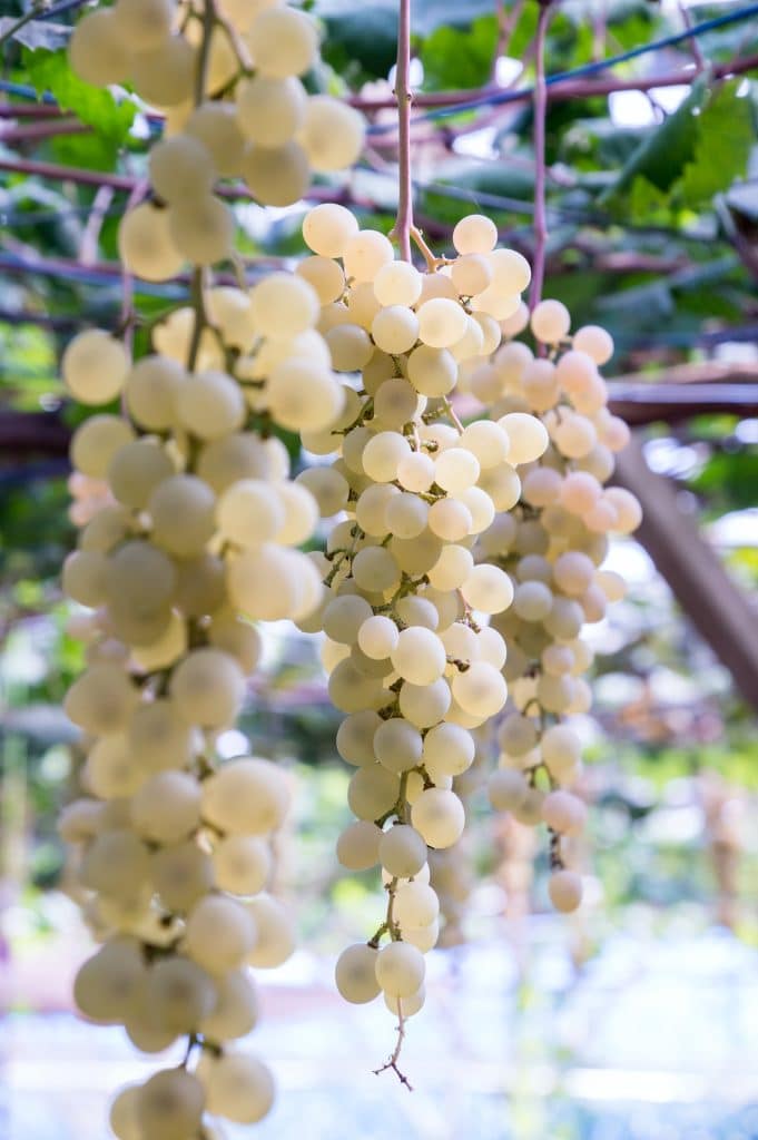 White Grapes