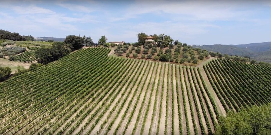 Vineyards in San Gimignano