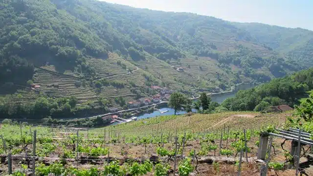 Terraced vineyards in the Sil Valley on the Camino de Invierno