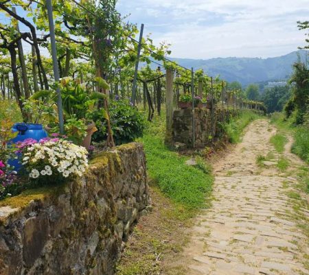 Stone path through green hills and flowers on the Camino del Norte in the Basque Country