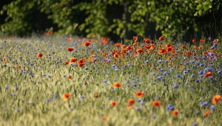 Camino Gift Voucher