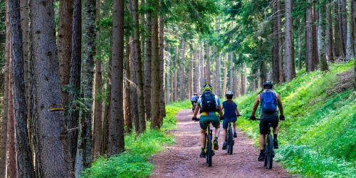 forest, forest road, mountain bike-4366094.jpg