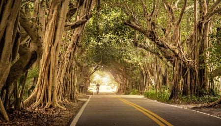 road, cyclist, trees-823199.jpg