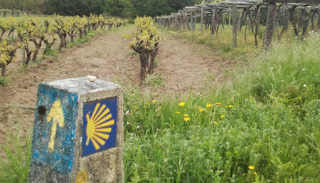 vineyards-portuguese-coastal-way-caminoways