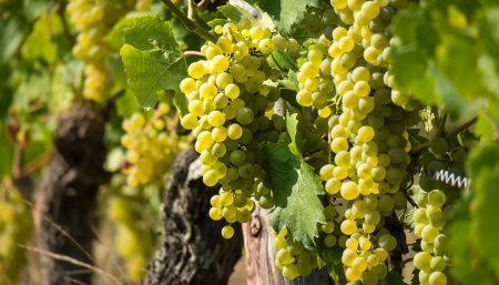 wine, vine, grape-3646190.jpg