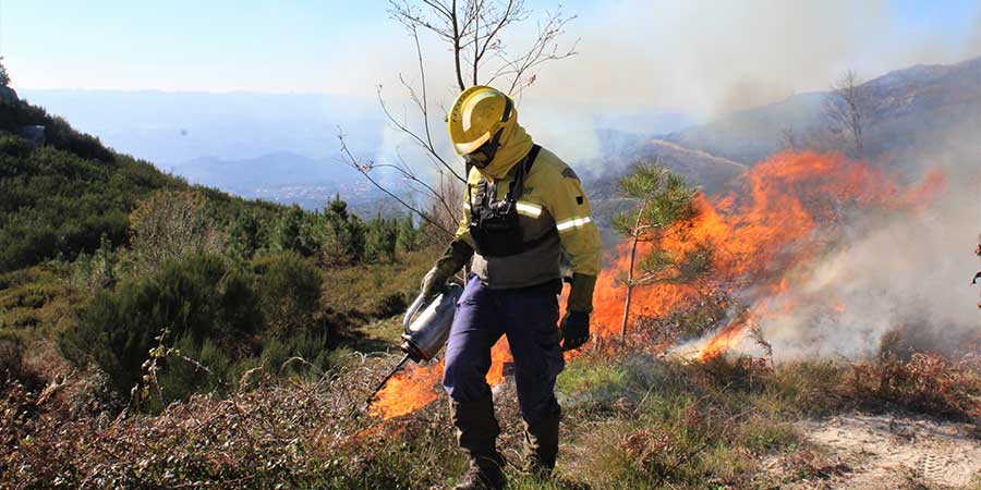 wild-fires-portugal-camino-forest-caminoways-plant-trees