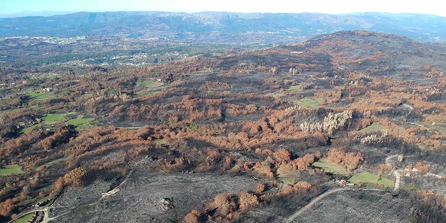 forest-fires-in-portugal-wildfires-reforestation-project