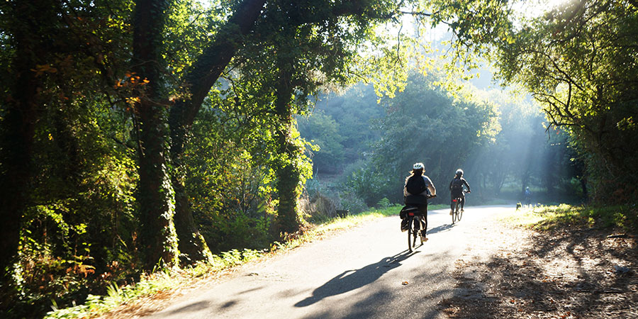 cycling-the-camino-forest-vigo-caminoways