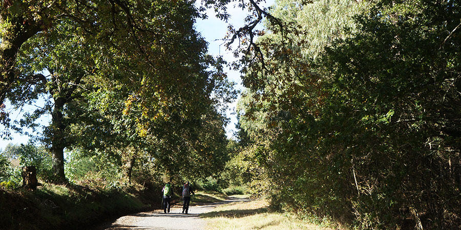 forest-pilgrims-two-on-the-camino-de-santiago-caminoways