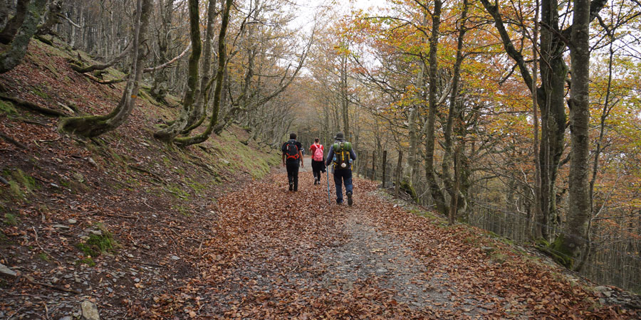 Amazing Hiking Trails