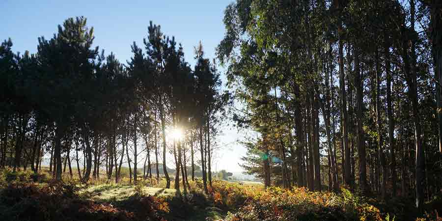 forest-camino-de-santiago-camino-ingles-caminoways