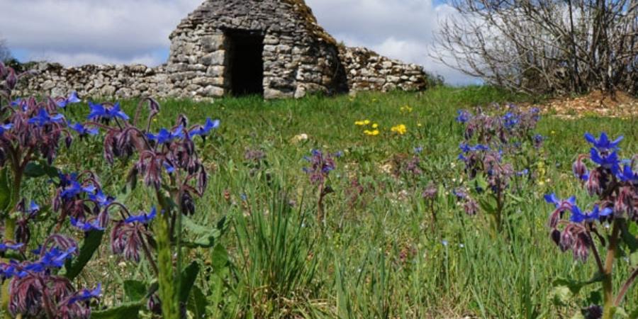 flowers-on-the-chemin-du-puy-caminoways.com