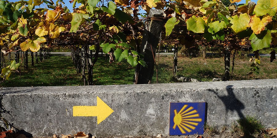 Vineyards-autumn-camino-ways-camino-portugues