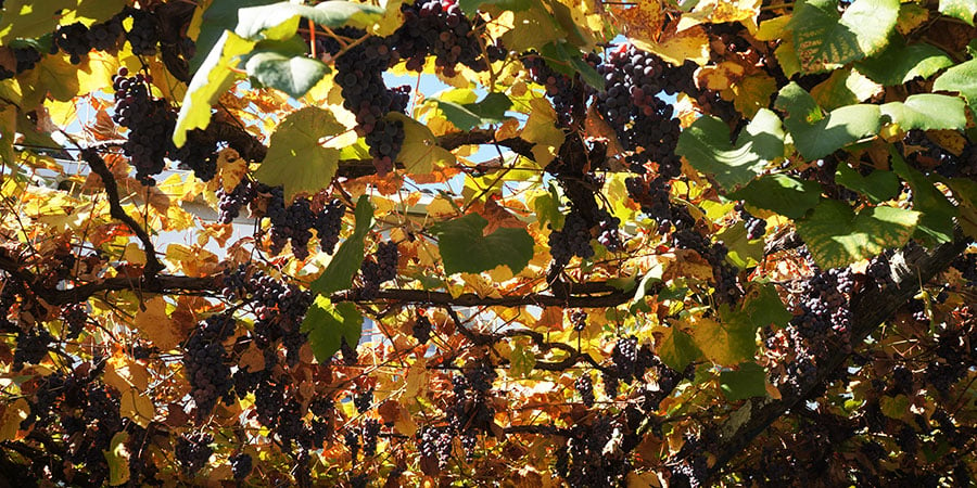 vines-autumn-camino-de-santiago-camino-portugues