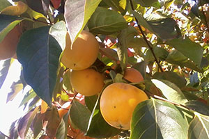 Peach-trees-lucca-to-siena-cycle-FrancigenaWays