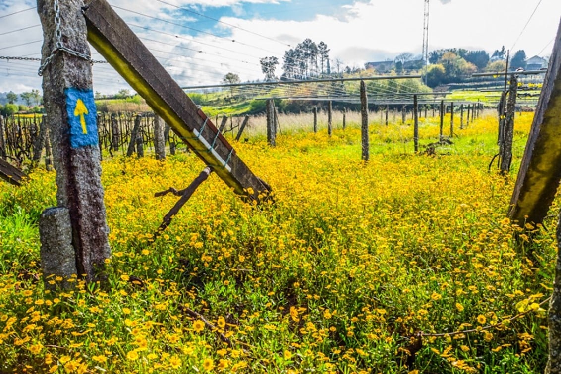 Photographing The Camino Flowers