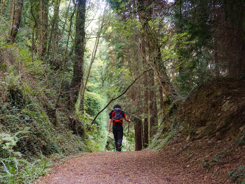 juanma-forest-trail-walking-camino-del-norte-caminoways