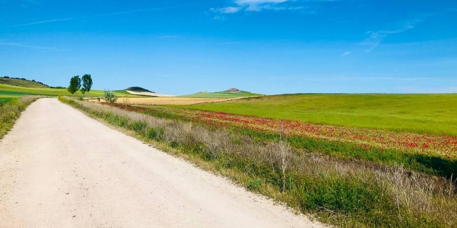 field-of-poppies-camino-frances