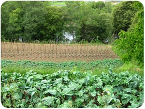 camino-plata-fields