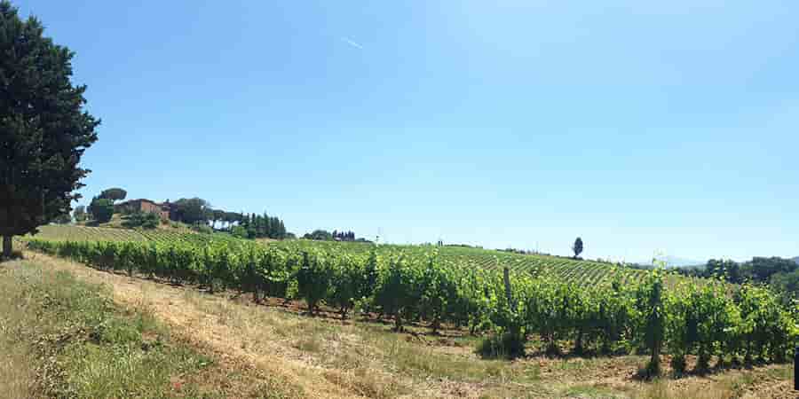 tuscany-vineyards-via-francigena-caminoways