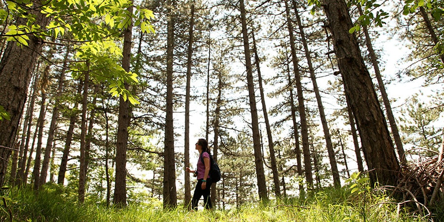 forest-pilgrim-walking-via-francigena-caminoways