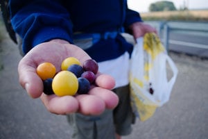 foraging-berries-the-caminoways