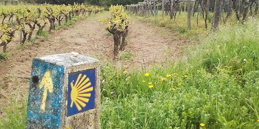 rias-baixes-vineyards-portuguese-coastal-mindful-walking-caminoways