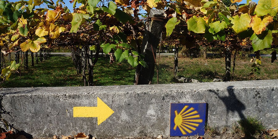 Vineyards, Autumn on the Camino