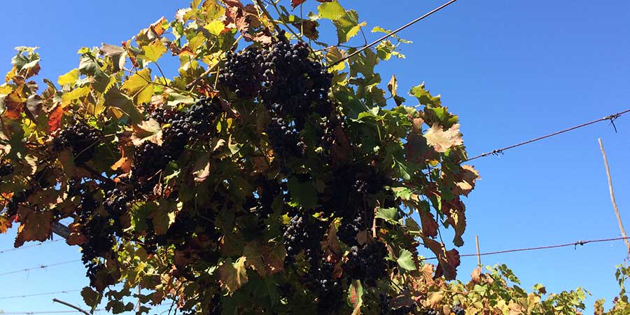 grapes-on-vines-camino-portugues-caminoways