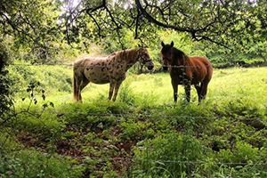 horses-camino-de-santiago-lili
