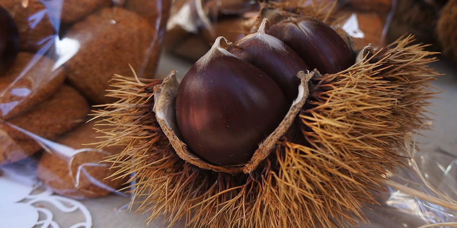 O Magosto festival is all about the chestnut