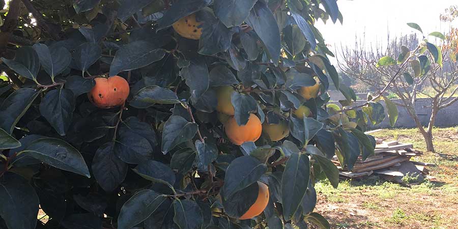oranges-nectarines-camino-portugues-coastal-camino-fruit