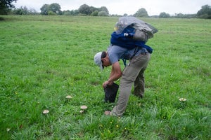 picking-mushrooms-edible-camino-food-guide-caminoways