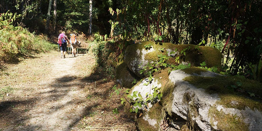 pilgrims-forest-camino-portugues-caminoways